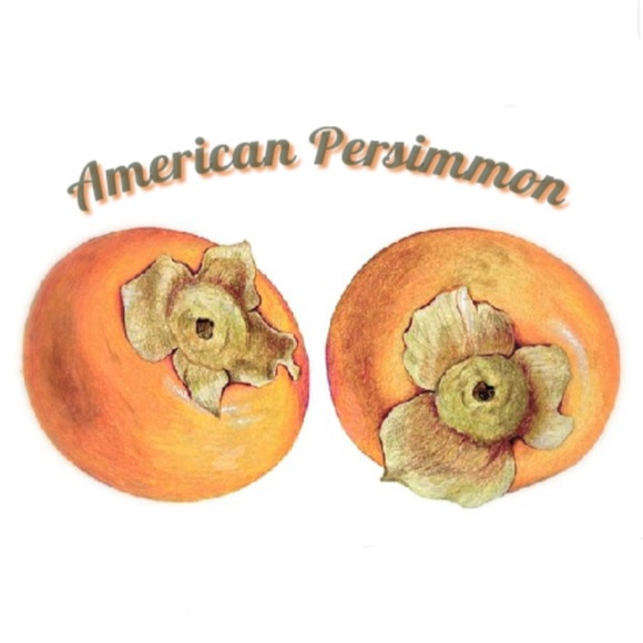 americanpersimm